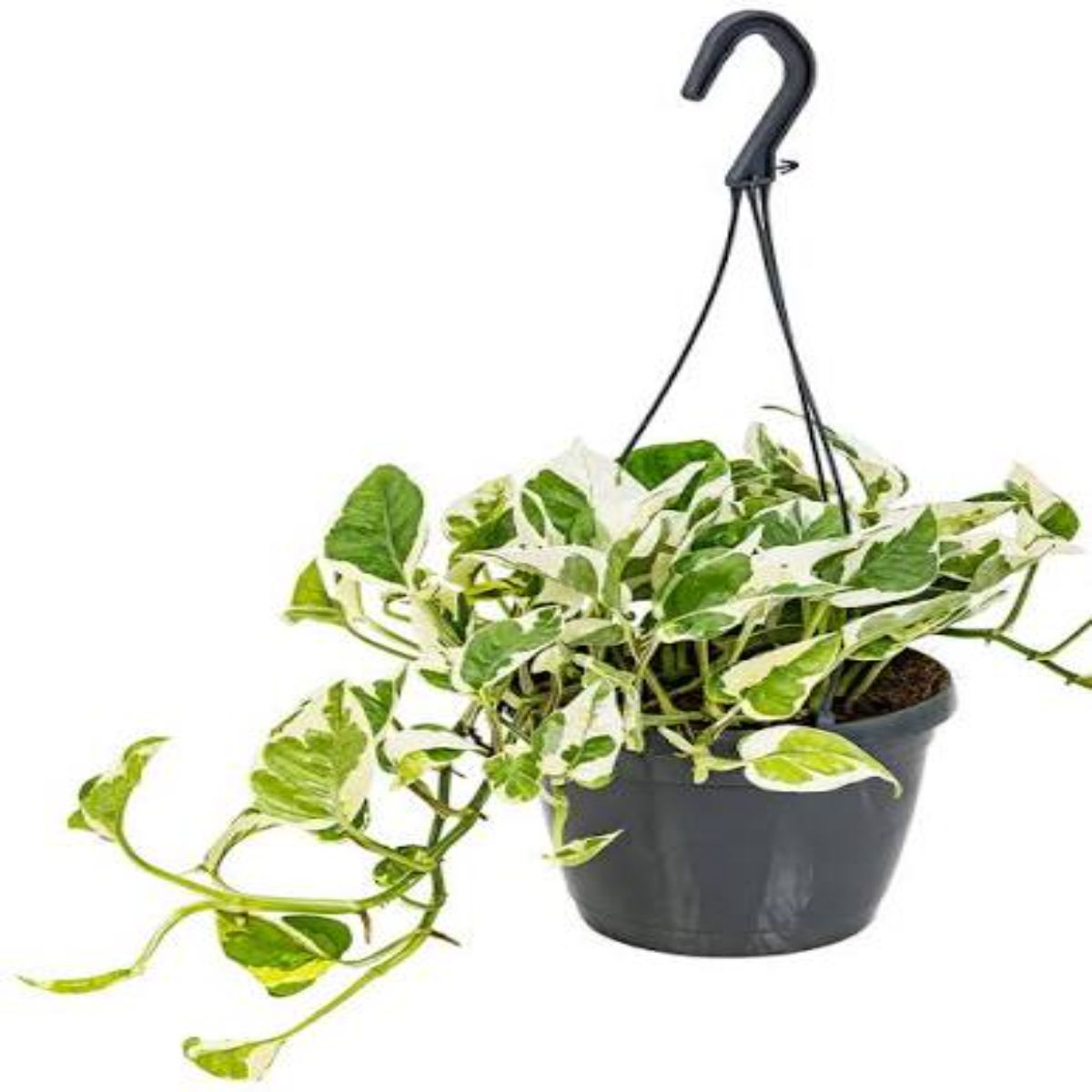 Scindapsus Pictus N'joy, planta curgatoare - imagine 4