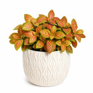 Fittonia