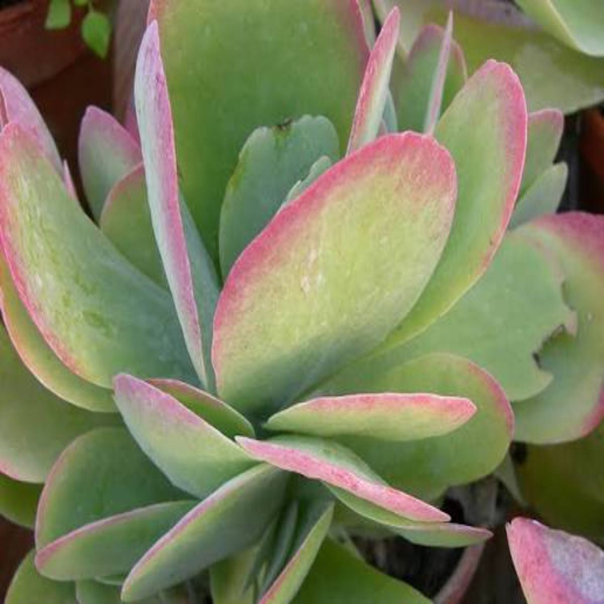 Kalanchoe Thyrsiflora, H 15 cm - imagine 2