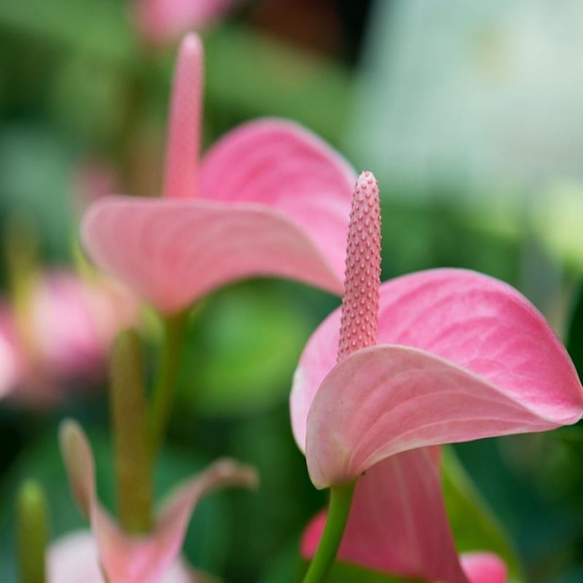 Anthurium Pink, H 45 cm - imagine 5