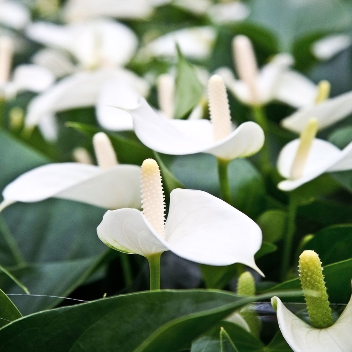 Anthurium alb, H 45 cm - imagine 2