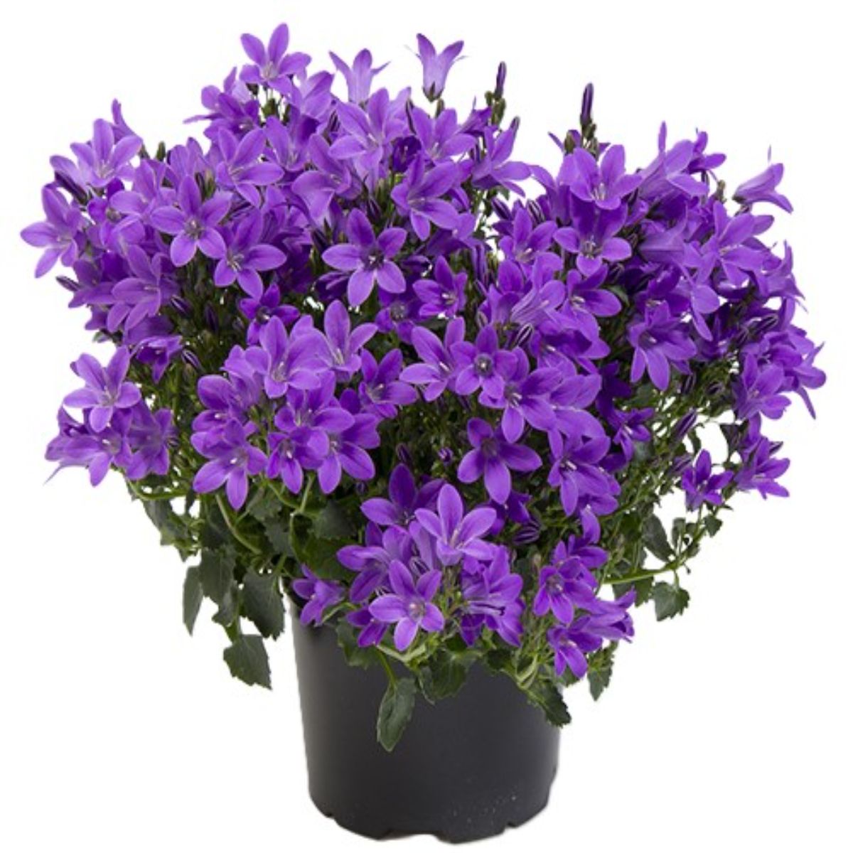 Campanula
