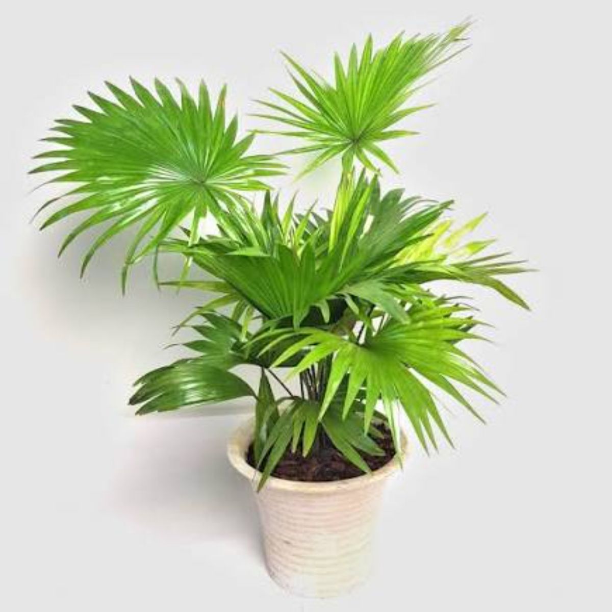 Livistona rotundifolia planta naturala, H 40 cm - imagine 3