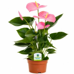 Anthurium