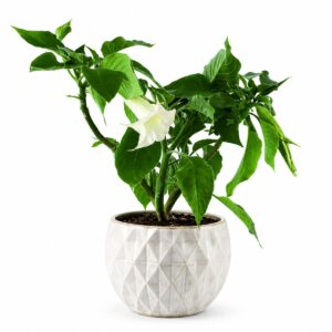 Planta Brugmansia