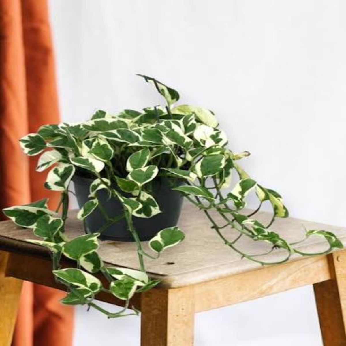 Scindapsus Pictus N'joy, planta curgatoare - imagine 5
