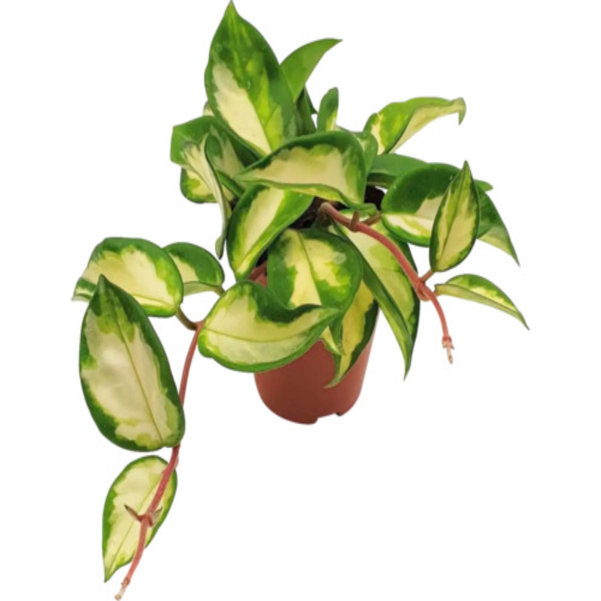 Hoya Carnoasa tricolor, H 15 cm - imagine 3