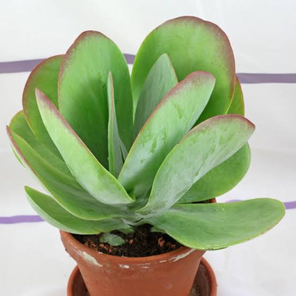 Kalanchoe Thyrsiflora, H 15 cm - imagine 3