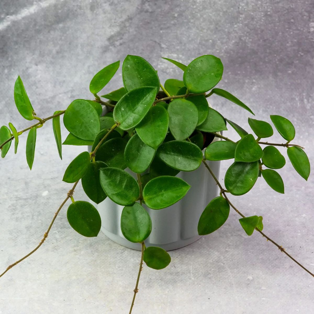 Hoya Chouke, H 15 cm - imagine 2