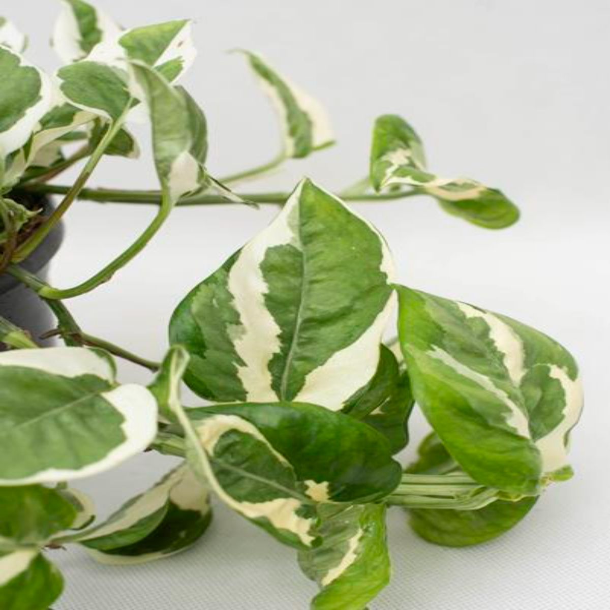 Scindapsus Pictus N'joy, planta curgatoare - imagine 6