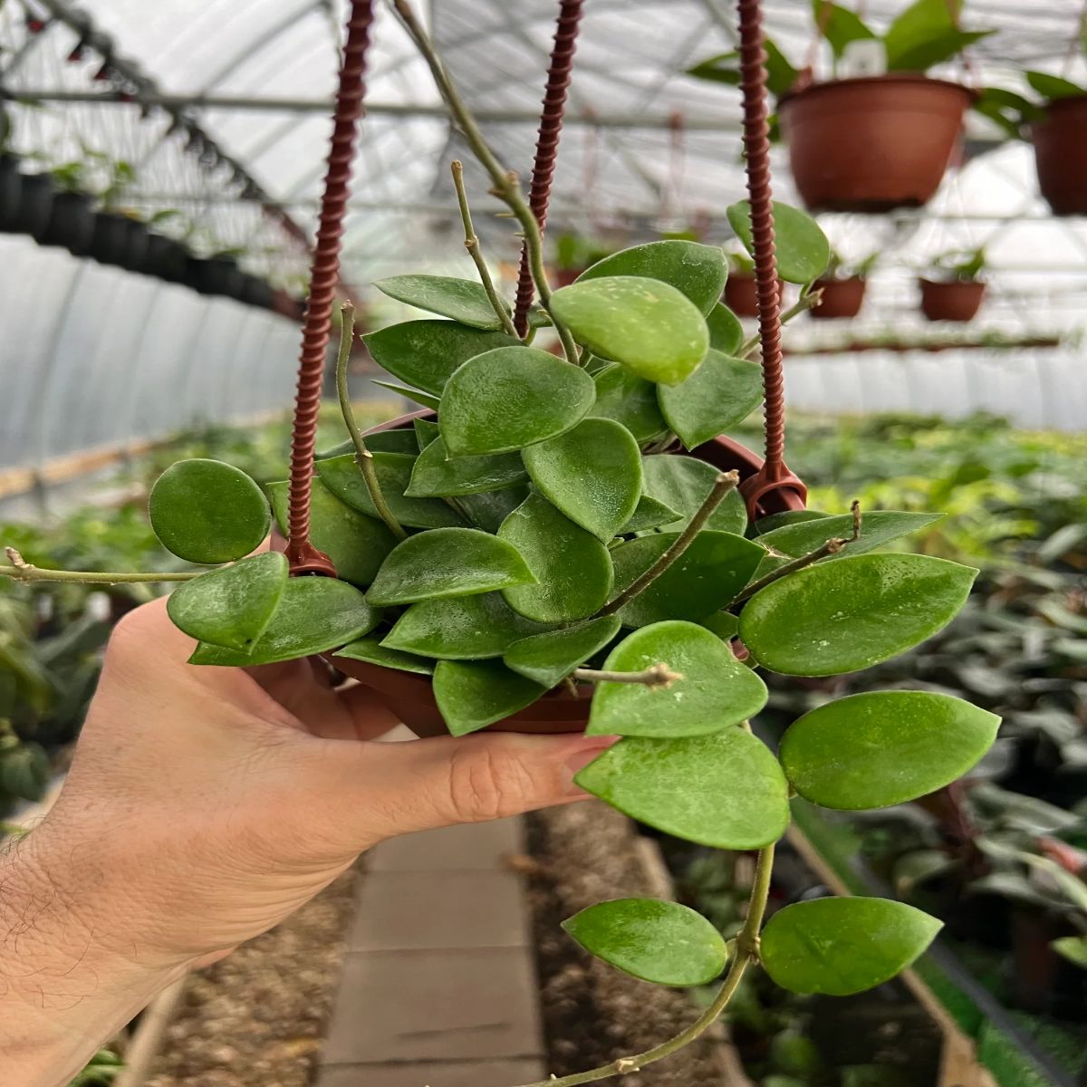 Hoya Chouke, H 15 cm - imagine 3