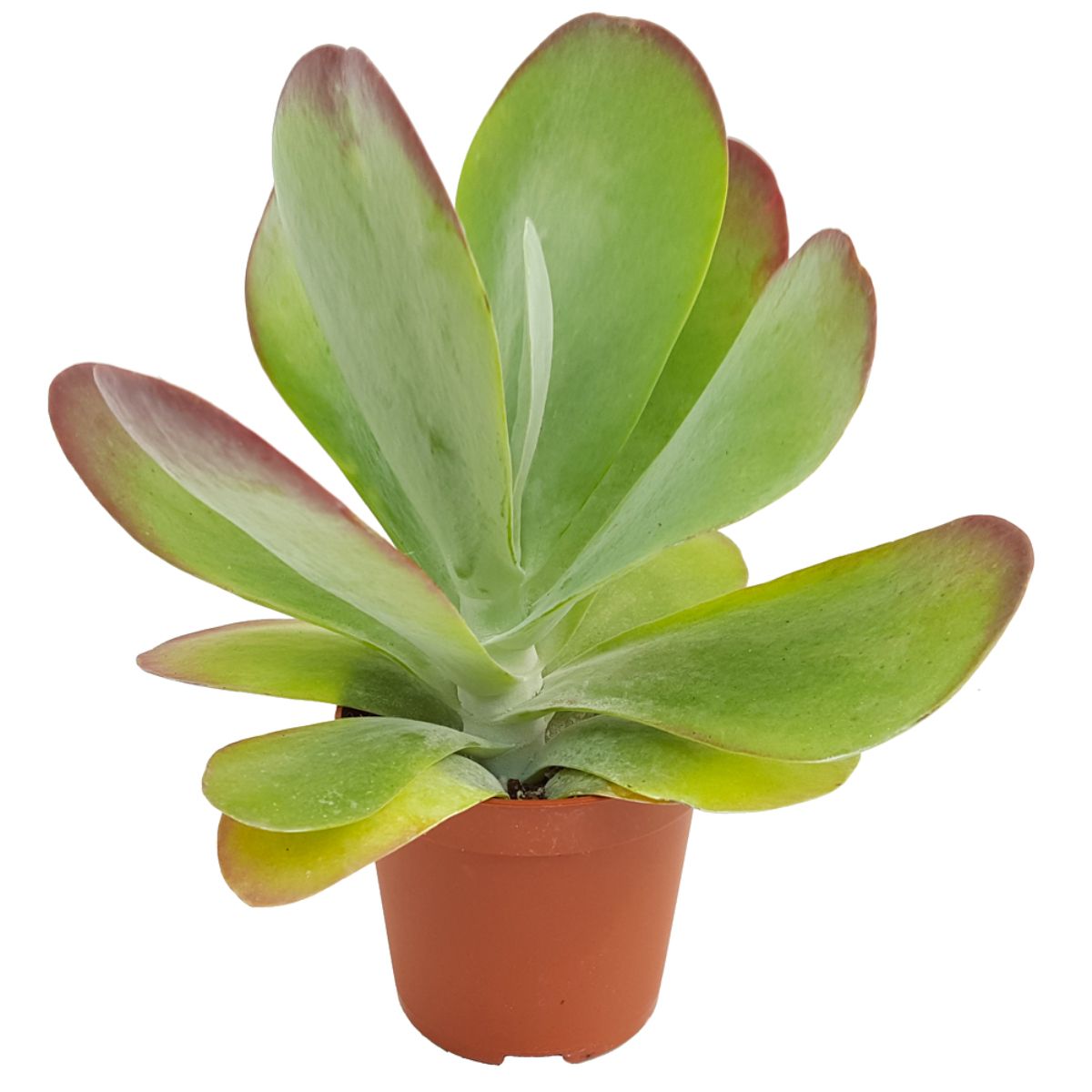 Kalanchoe