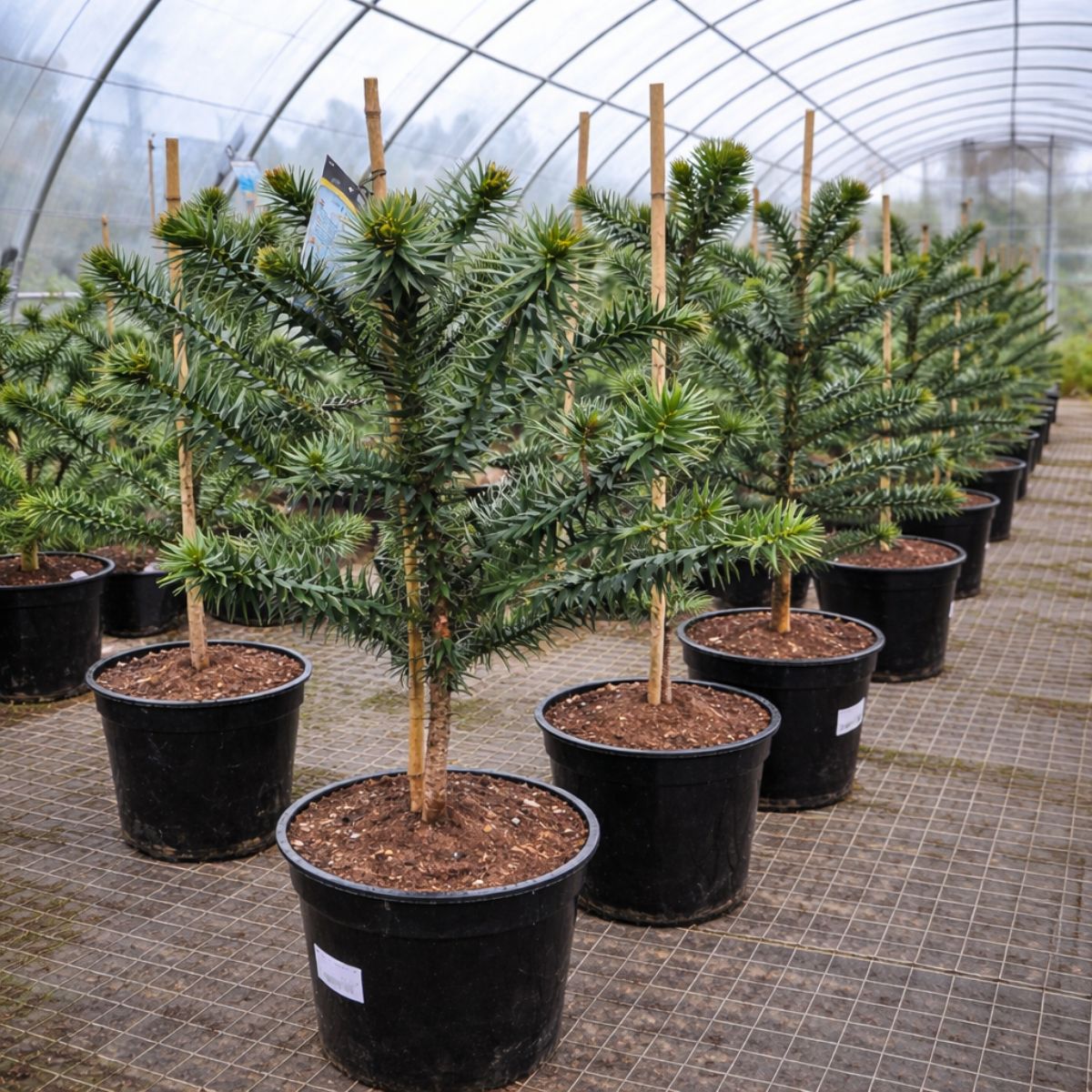 Araucaruia Araucana, H 40 cm - imagine 3