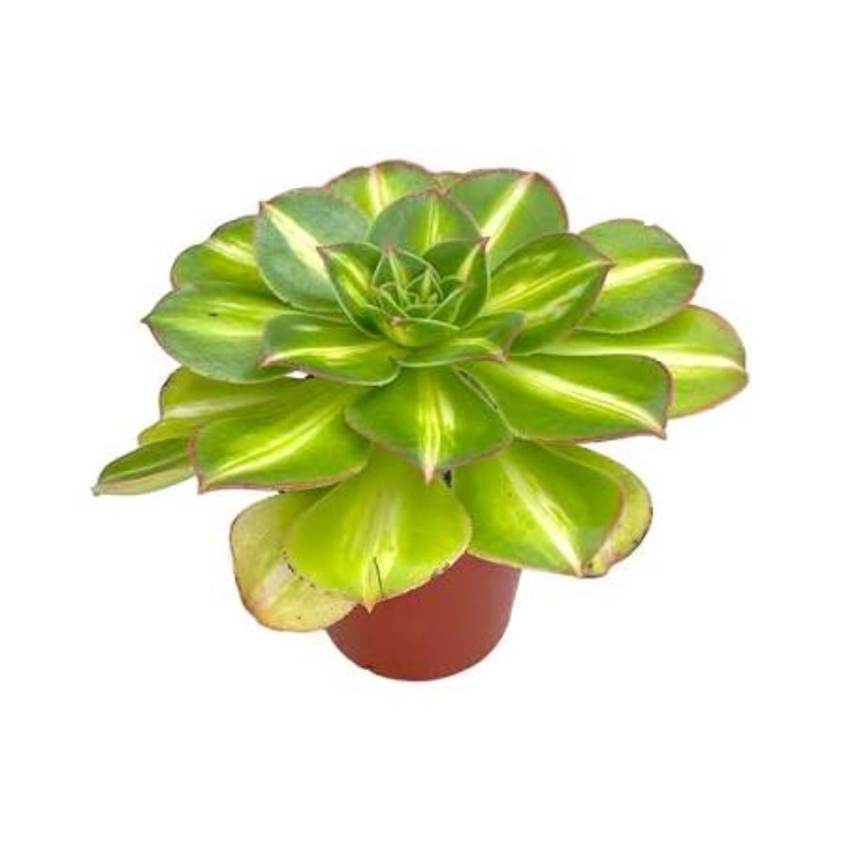 Suculenta Aeonium Starburst, H 25 cm - imagine 5