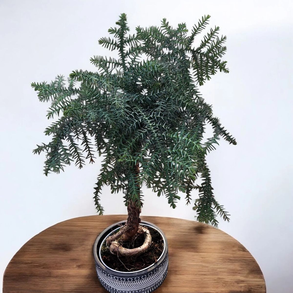 Araucaria in ghiveci ceramic, H 55 cm - imagine 2