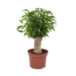 Ficus