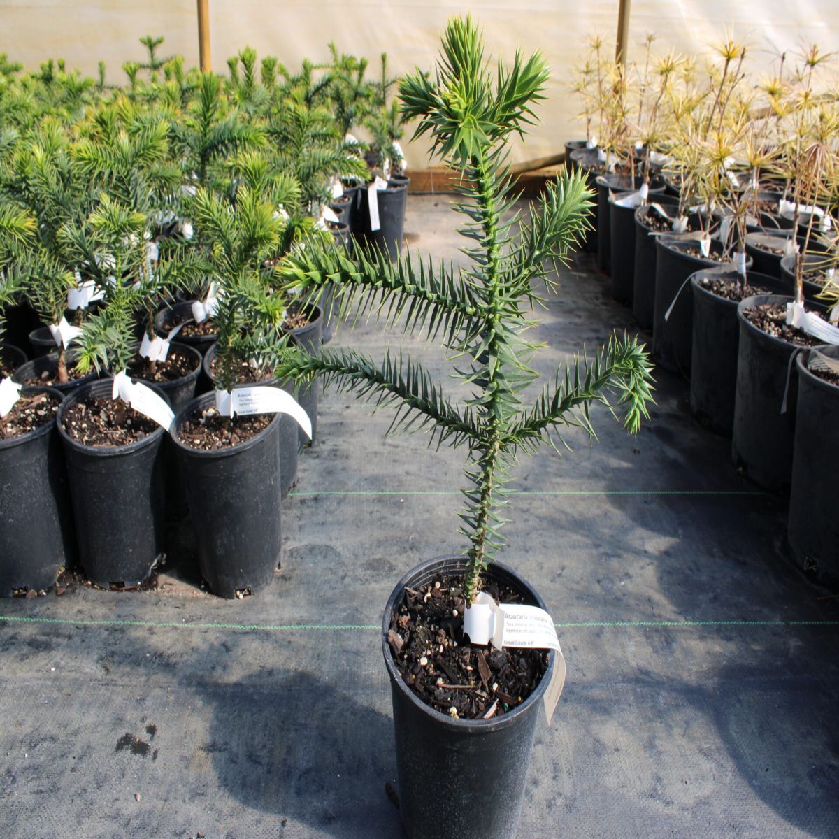 Araucaruia Araucana, H 40 cm - imagine 2
