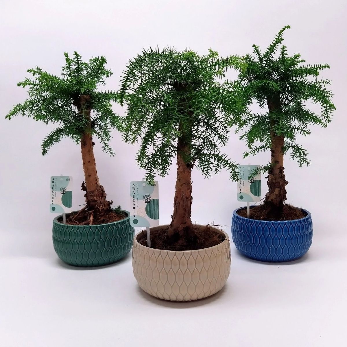 Araucaria in ghiveci ceramic, H 55 cm - imagine 3
