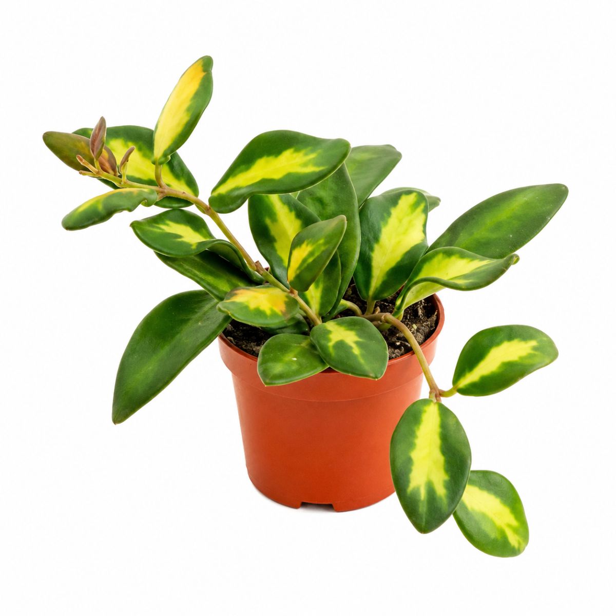 Hoya