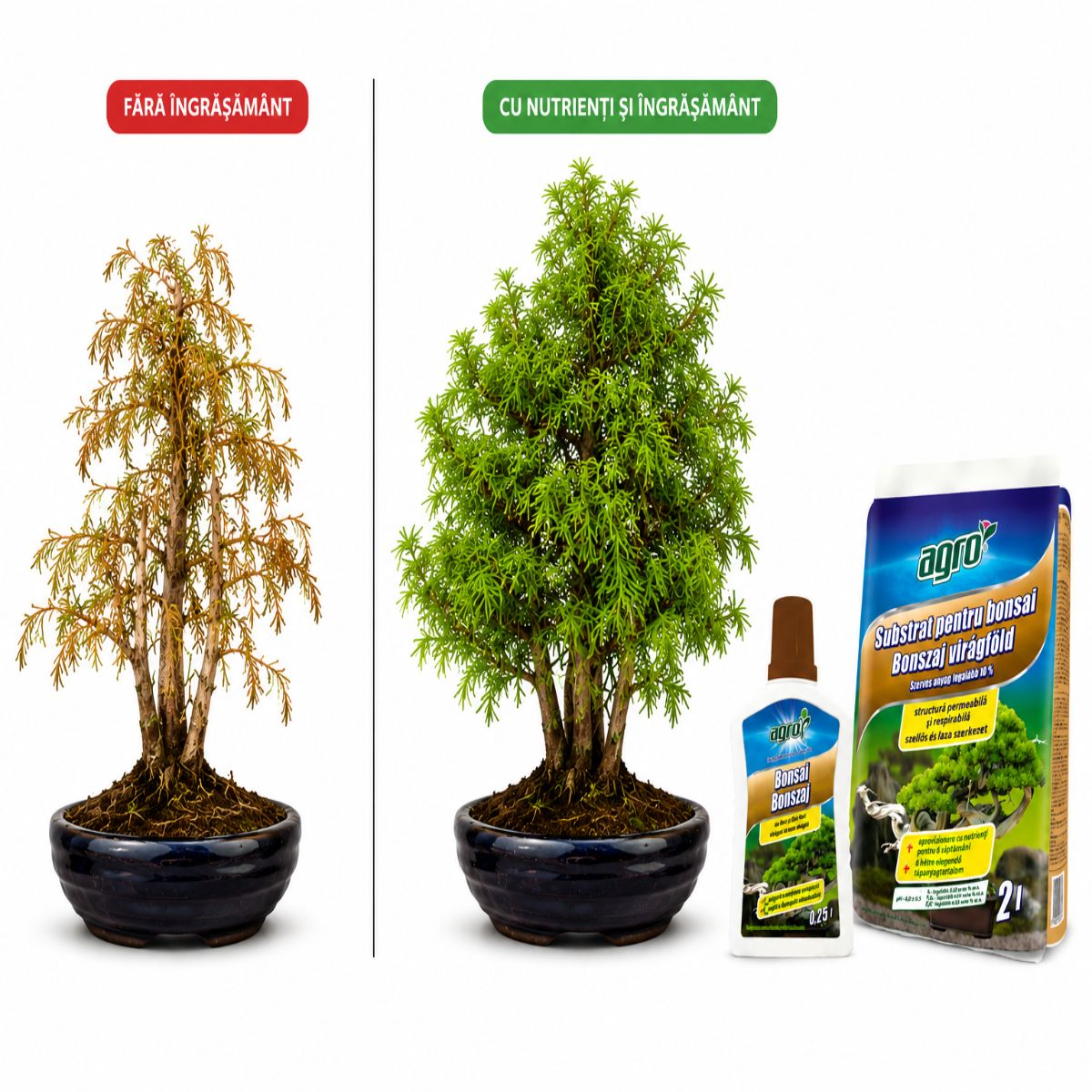 Set complet Bonsai Outdoor Metasequoia - imagine 2