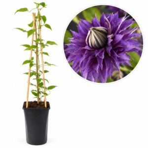 Clematis