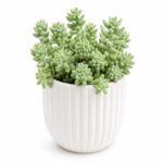 Sedum