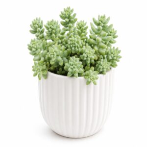 Sedum