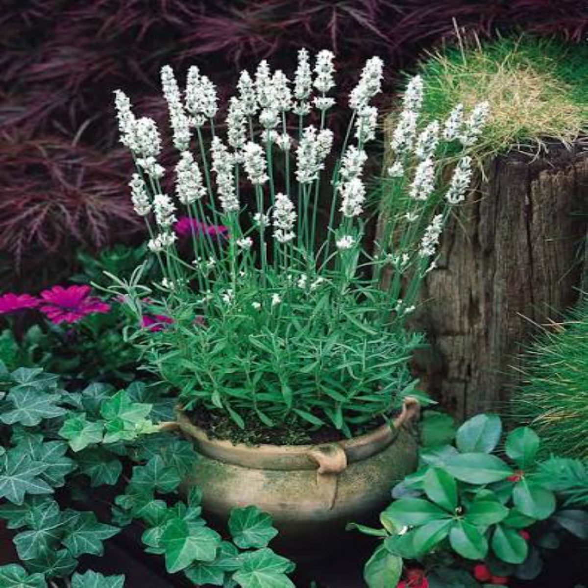 Lavanda Angus alb, H 35 cm - imagine 2