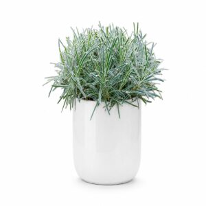 Planta