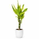 Dracaena