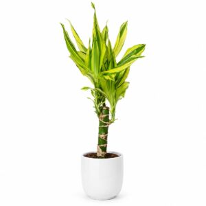 Dracaena