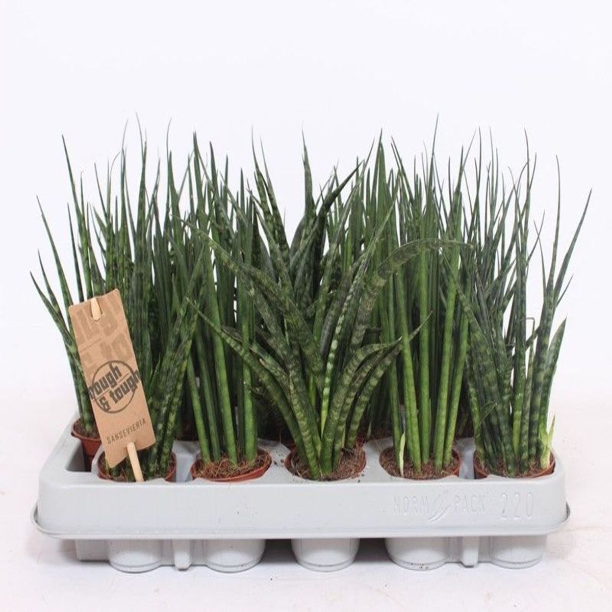 Sansevieria Silver, H 30 cm - imagine 4