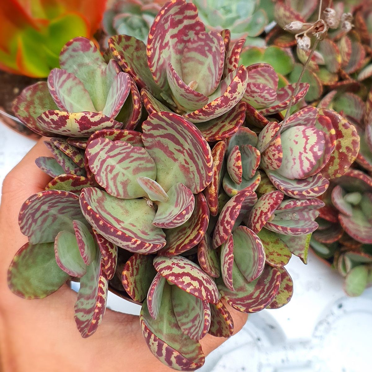 Kalanchoe Humilis Surprise, H 30 cm - imagine 5