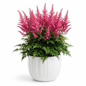 Astilbe