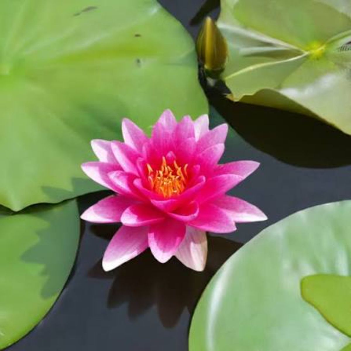 Kitul complet pentru plante de iaz Nymphaea Attraction - imagine 3