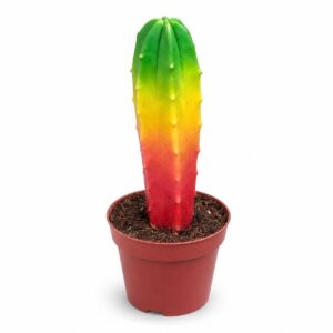 Cactusul