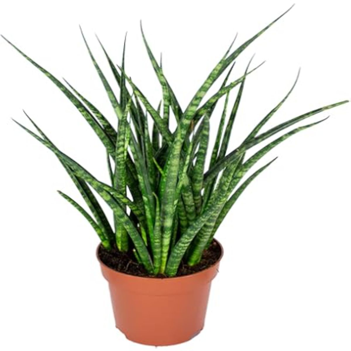 Sansevieria