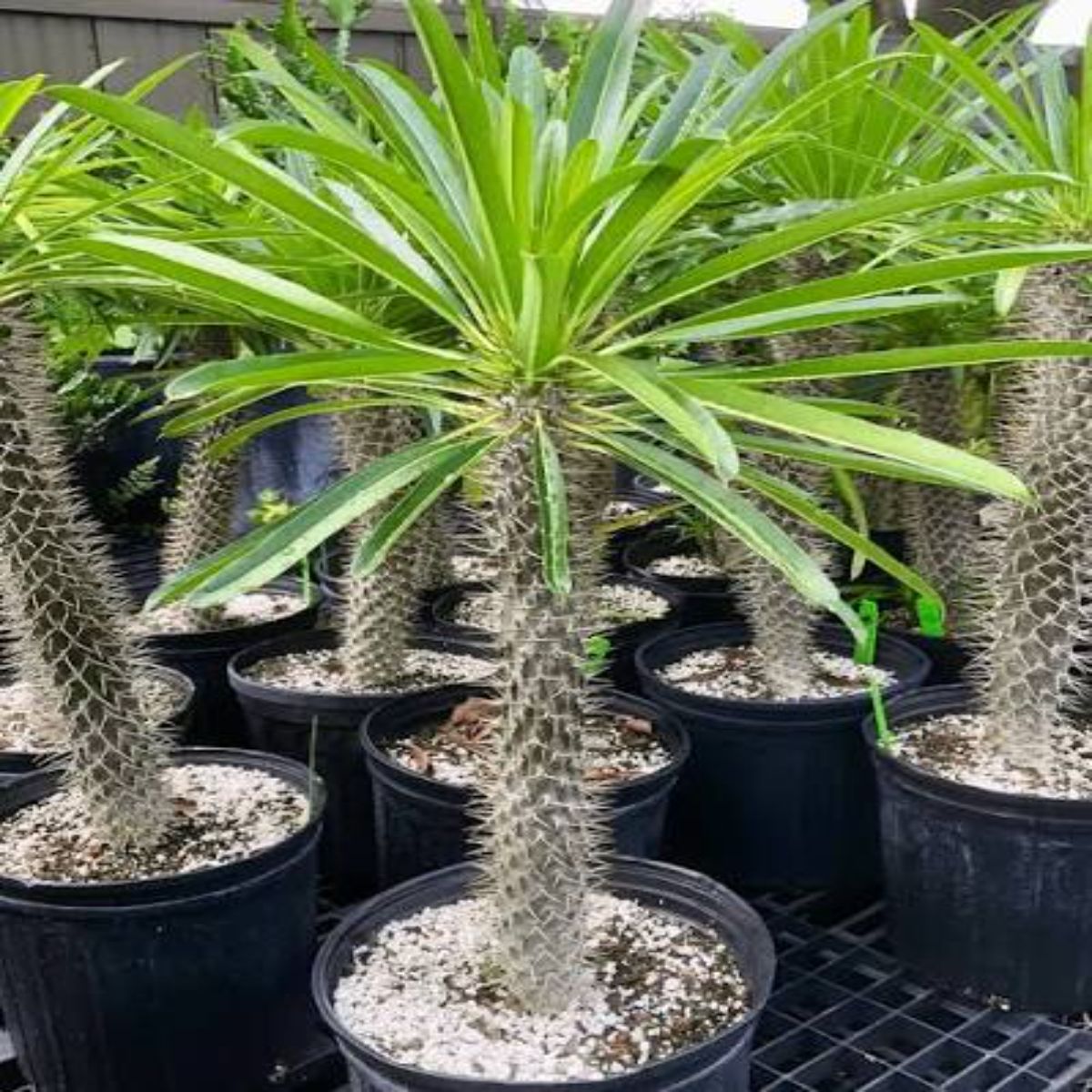 Palmier Pachypodium Lamerei, H 40 cm - imagine 8