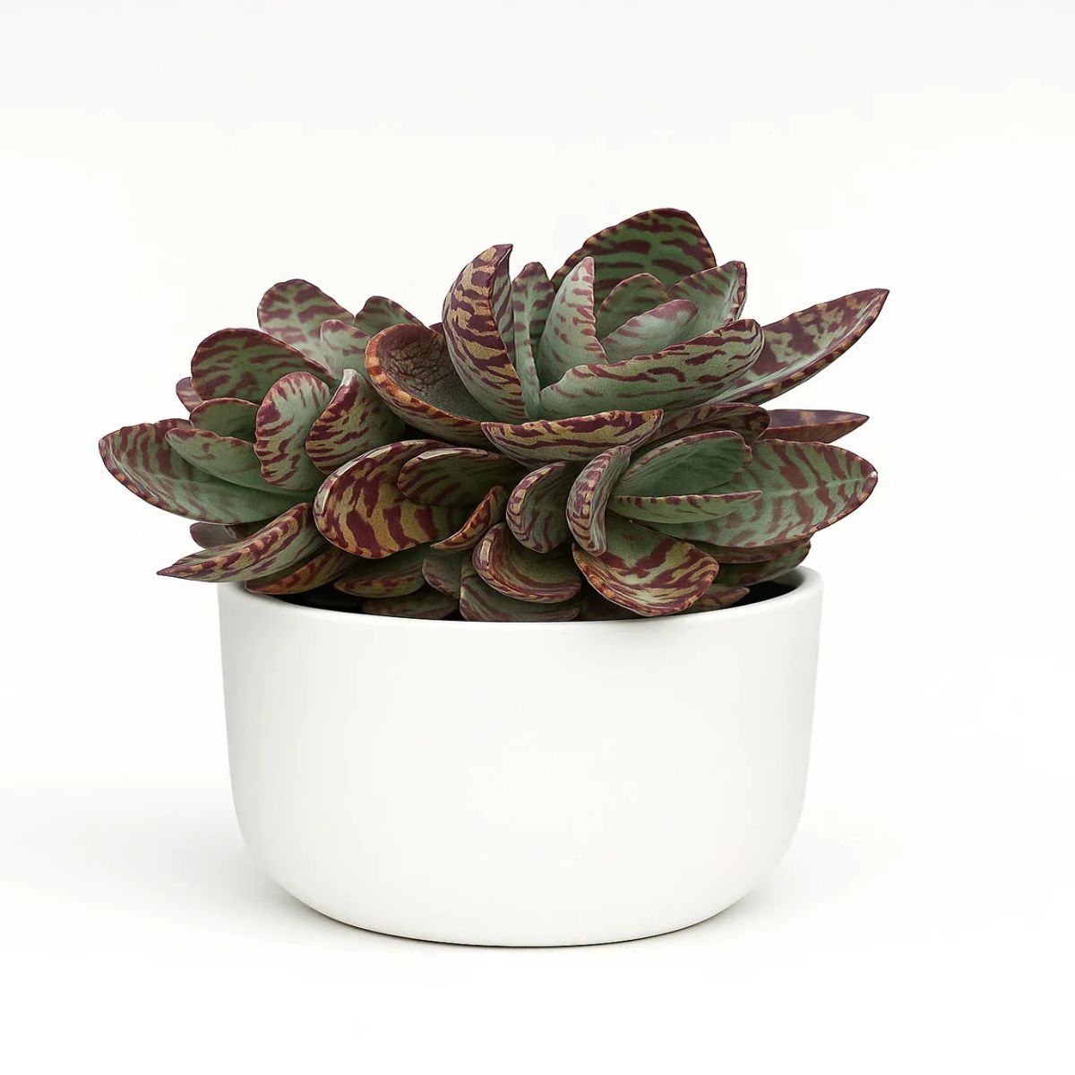 Kalanchoe