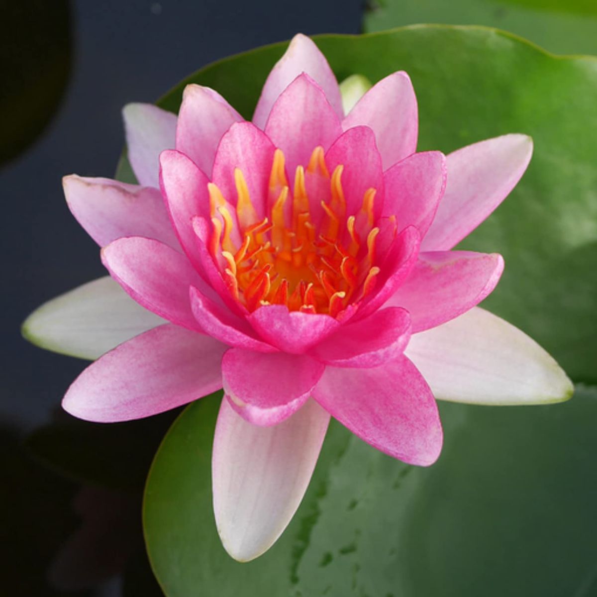 Kitul complet pentru plante de iaz Nymphaea Attraction - imagine 2