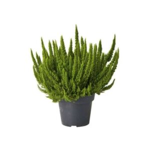 Calluna