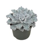 Echeveria