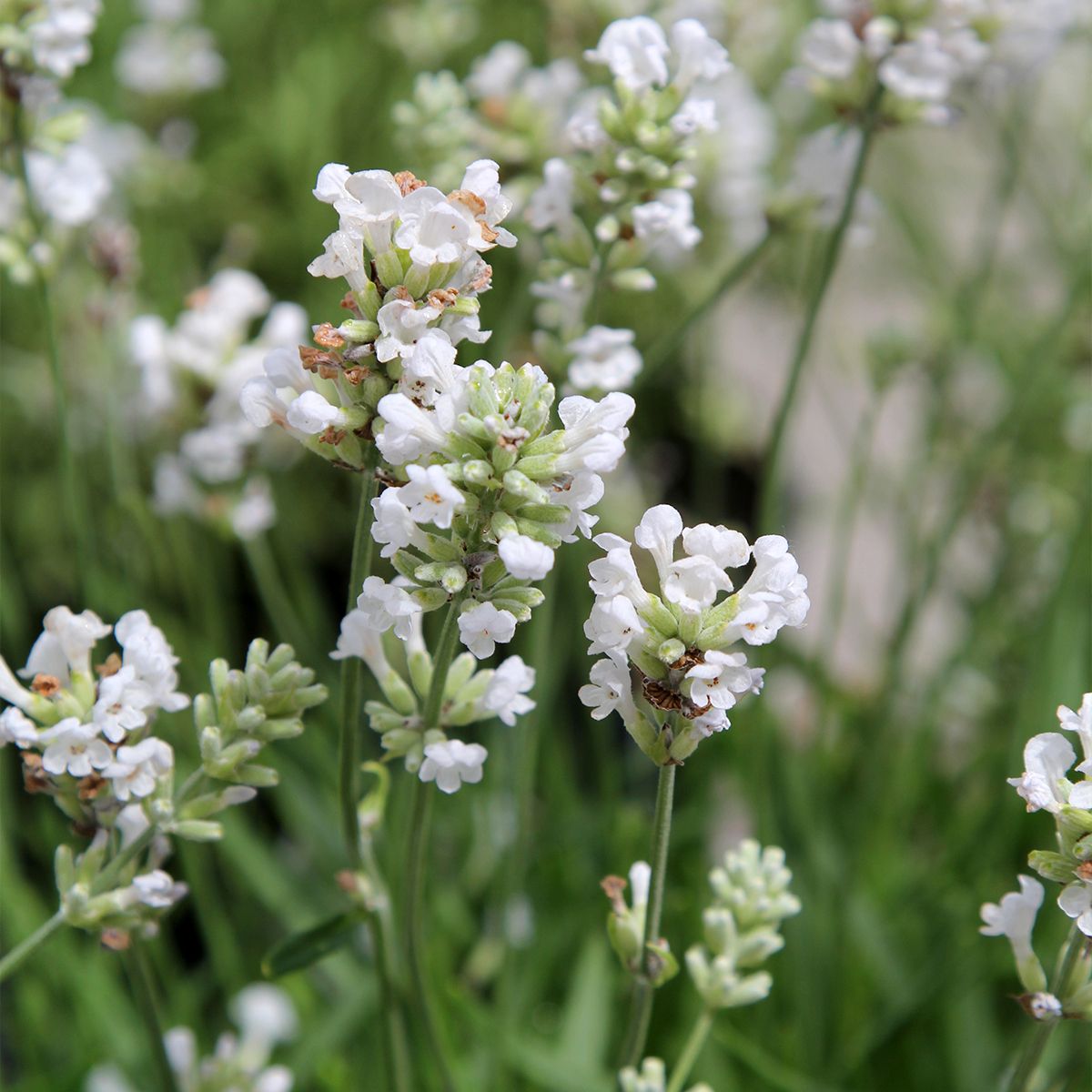 Lavanda Angus alb, H 35 cm - imagine 4