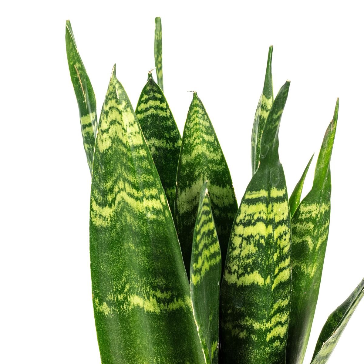 Sansevieria Silver, H 30 cm - imagine 3