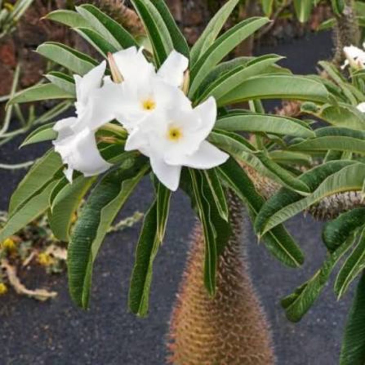 Palmier Pachypodium Lamerei, H 40 cm - imagine 7
