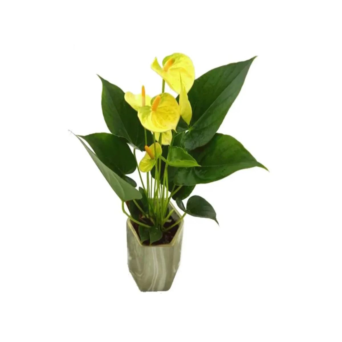 Cadou Special cu Plantă Naturală și Pui de Pluș - imagine 2