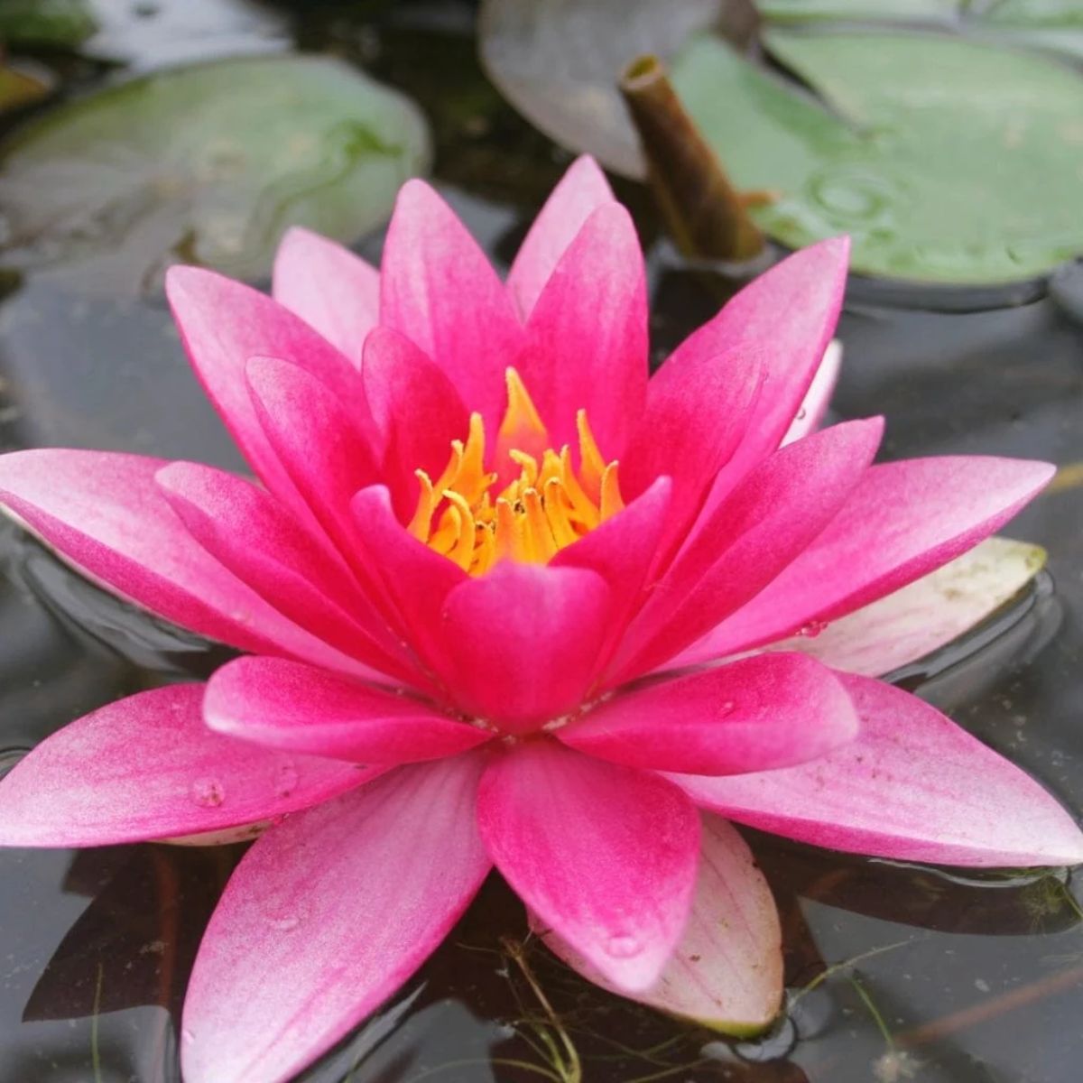 Kitul complet pentru plante de iaz Nymphaea Attraction - imagine 5