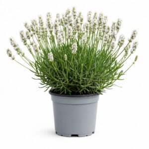 Lavanda