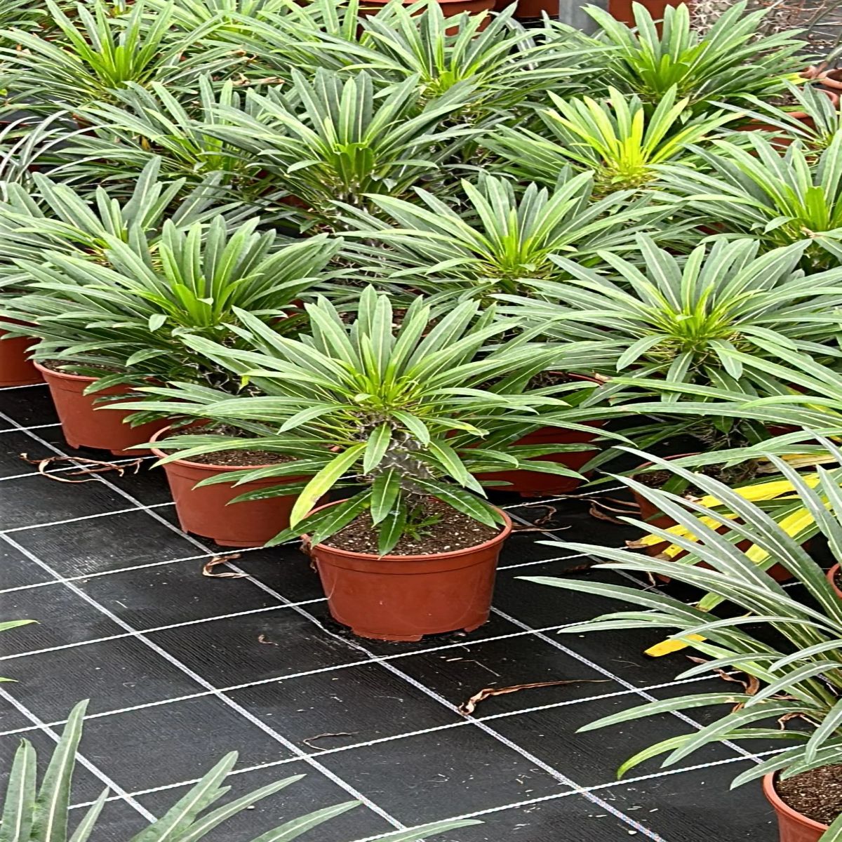 Palmier Pachypodium Lamerei, H 40 cm - imagine 4