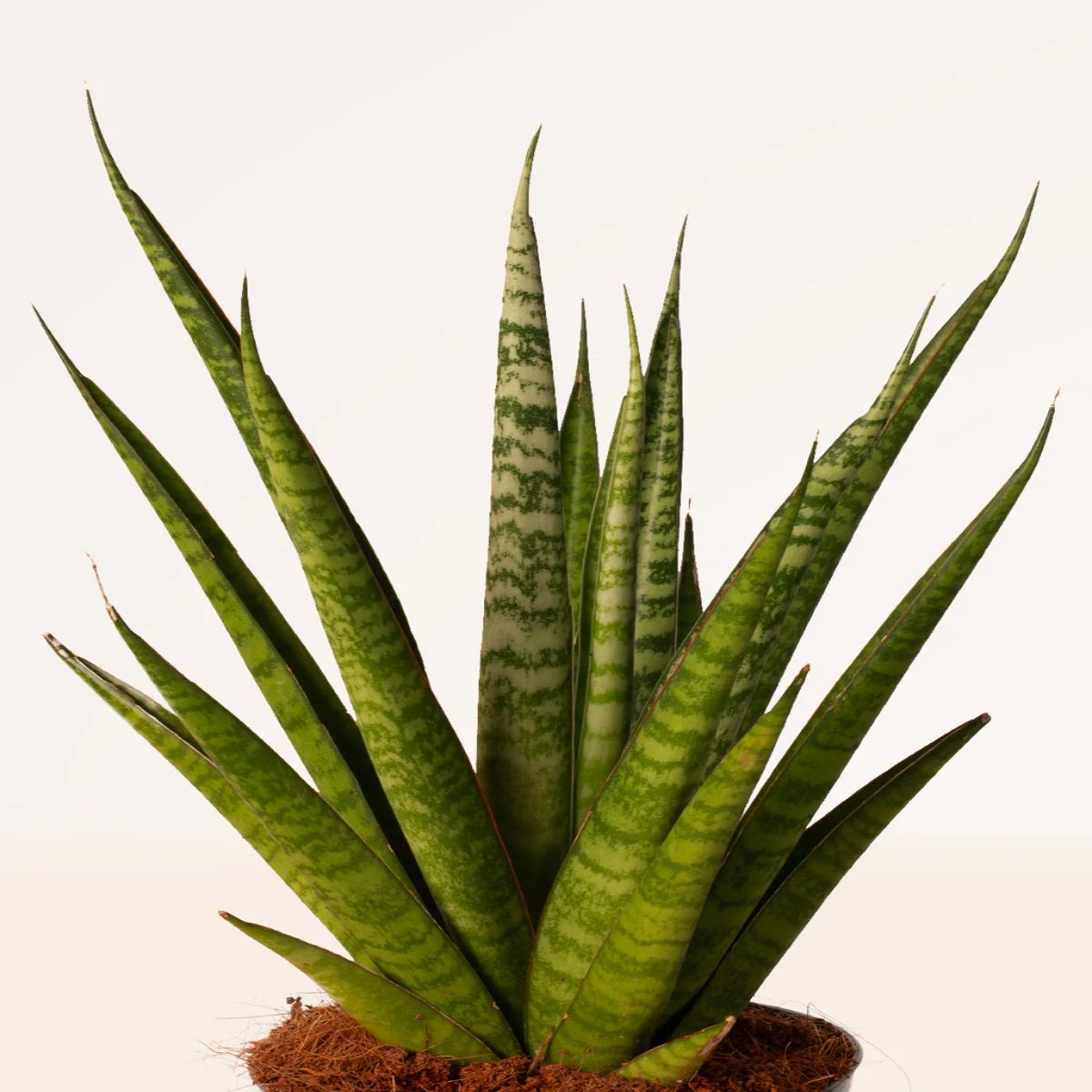 Sansevieria Silver, H 30 cm - imagine 2